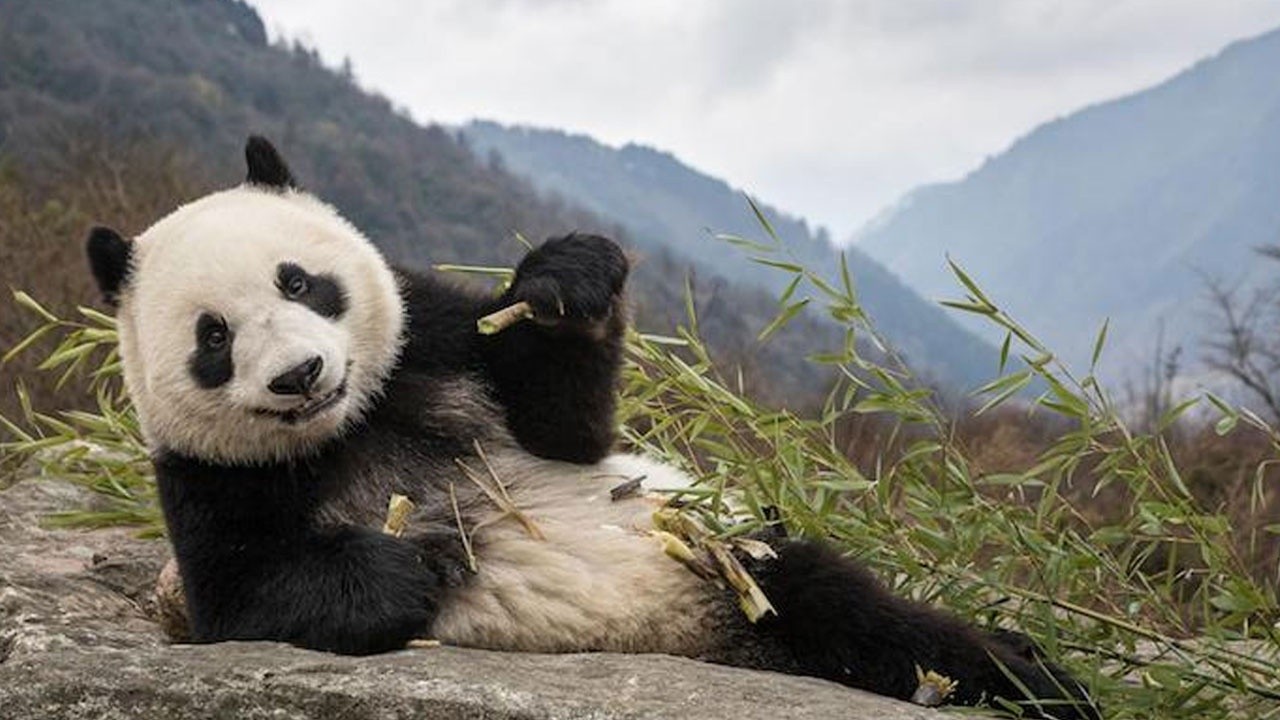 Çin’de 102 bin yıllık panda fosili bulundu