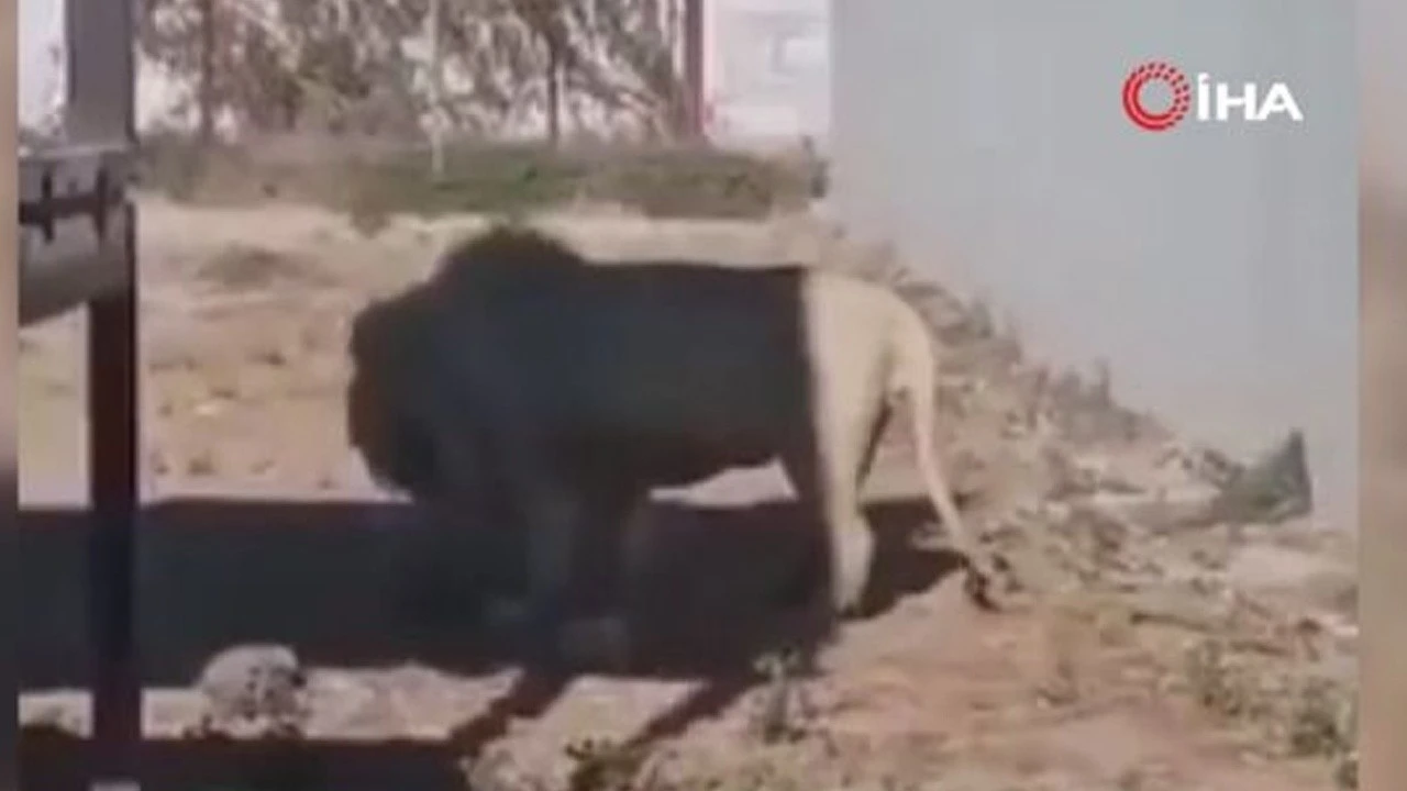 Hayvanat bahçesinde aslan kendi yavrusunu yedi