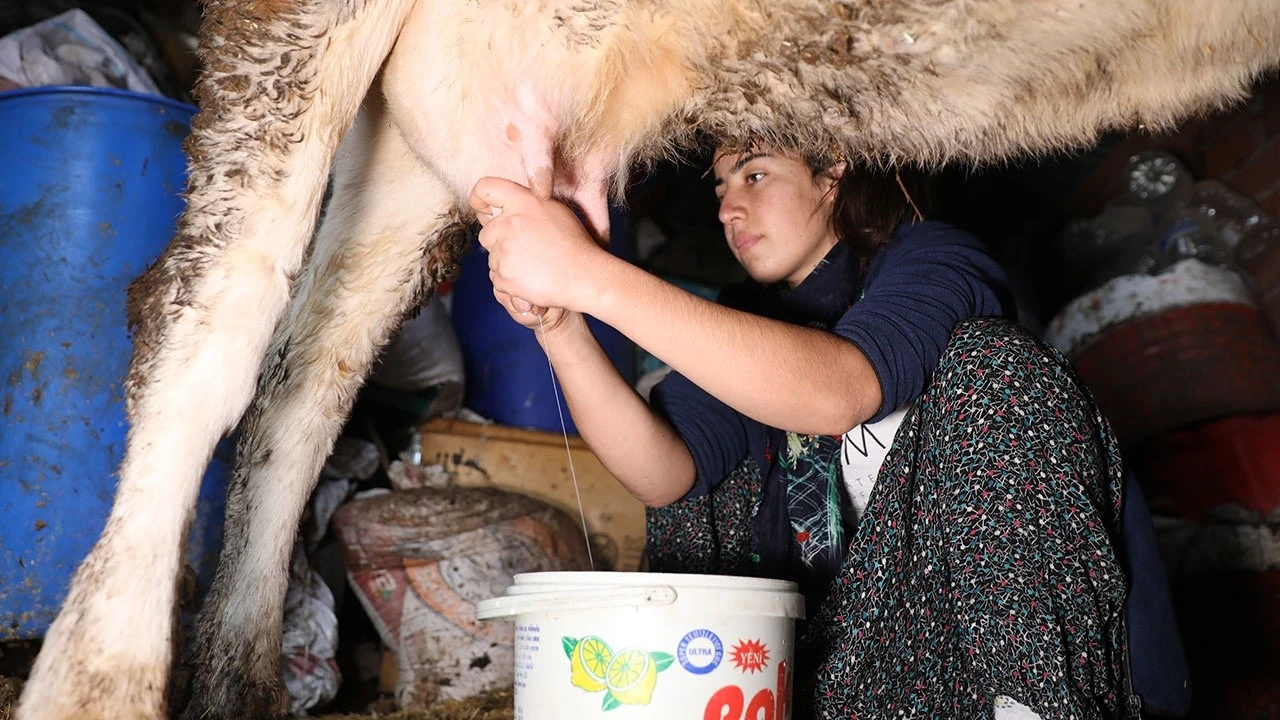 İnek sağarak güçlendirdiği bileği ile dünya üçüncüsü oldu