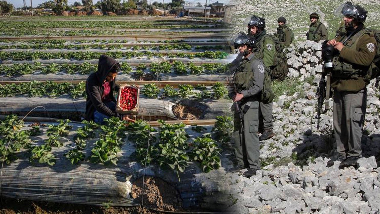 İsrail Filistinlilerin çilek tarlalarını hedef aldı buldozerlerle girdi