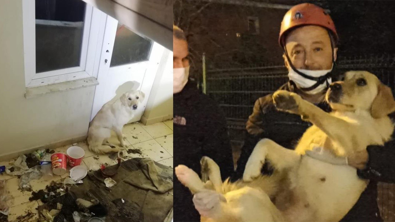 Sahibi tatile çıkarken balkonda bıraktı! 10 gün aç ve susuz kalan köpek kurtarıldı