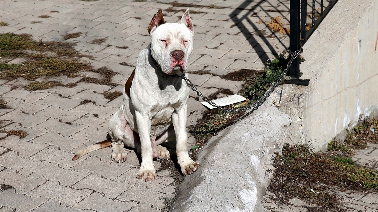 Sahibinin bırakıp kaçtığı köpek hayvan barınağına götürüldü