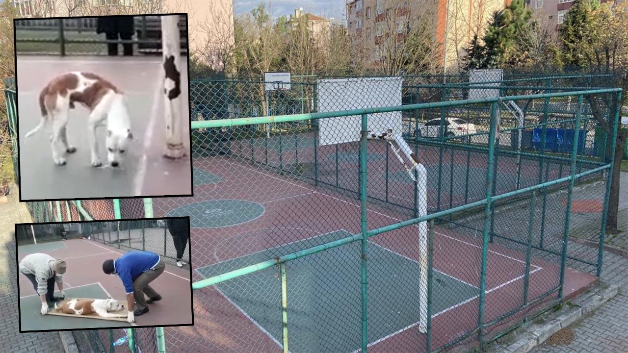 Sultangazi&#039;de çocuklara pitbull saldırısı: 2 çocuk hafif yaralandı