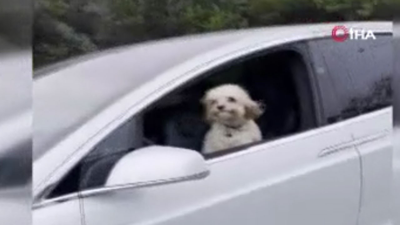 Tesla’nın sürücü koltuğunda köpek! Kurgu mu gerçek mi?