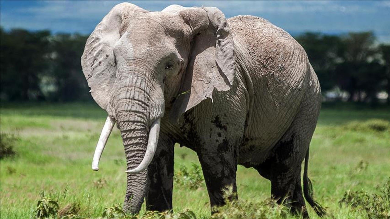 Fil aracından çıkan turisti ezerek öldürdü