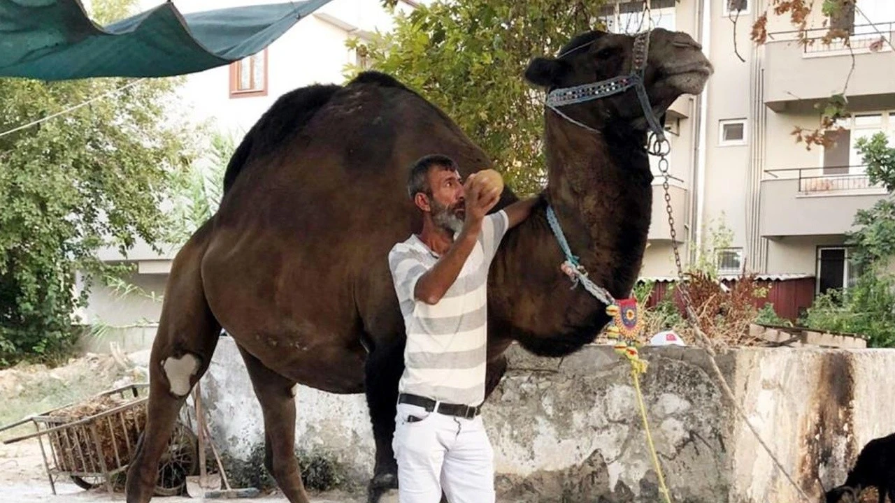 Güreş için eğittiği devenin saldırısına uğrayan adam öldü