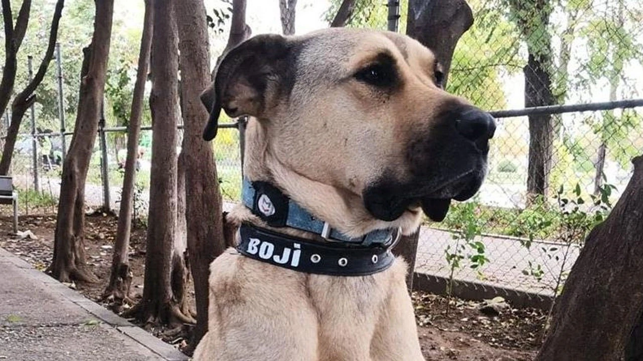 İstanbul’un meşhur köpeği Boji’nin artık yuvası var! Ömer Koç sahiplendi