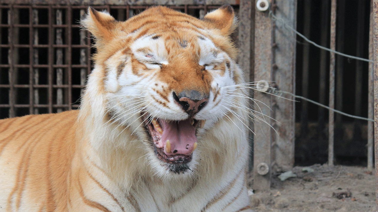 Japonya’da Nasu Safari Park&#039;ında kaplan saldırısı! 2&#039;si kadın 3 kişi yaralandı