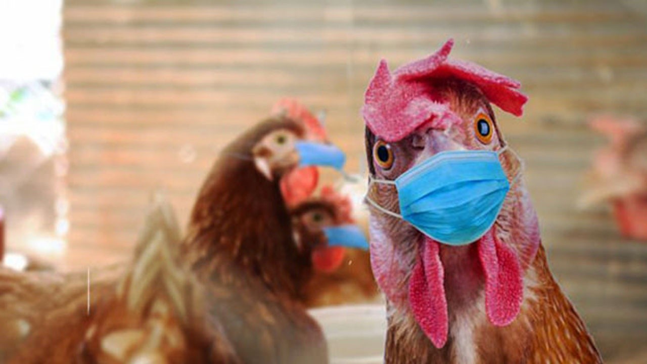 Kuş gribi komşuya sıçradı: Bulgaristan&#039;da 39 bin tavuk itlaf edilecek