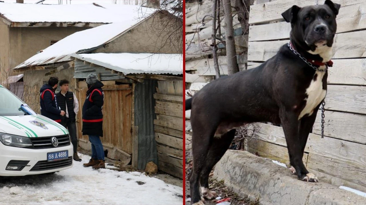 Pitbull gezdirene 15 bin lira para cezası