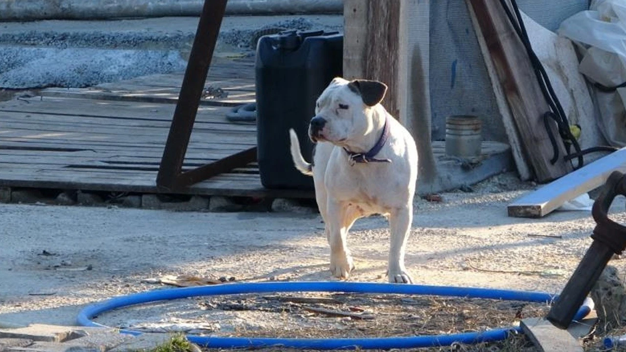 Sahipsiz pitbull dehşeti! Keçi yavrusunu kaçırıp yediler