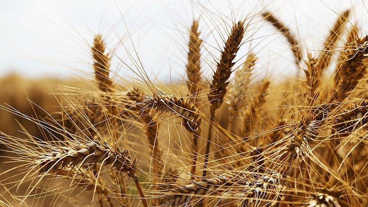 Sarı alarm: Kuraklık, kur ve ihracatta kesinti buğdayı vurdu