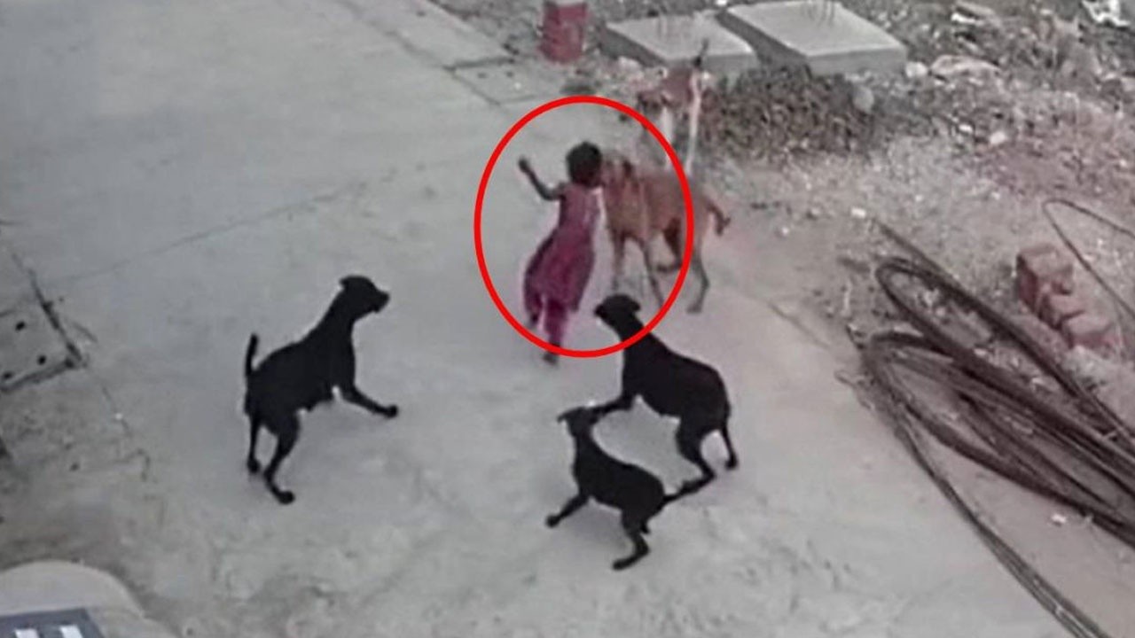 Sokak köpeklerinin saldırdığı küçük kız ölümle burun buruna geldi