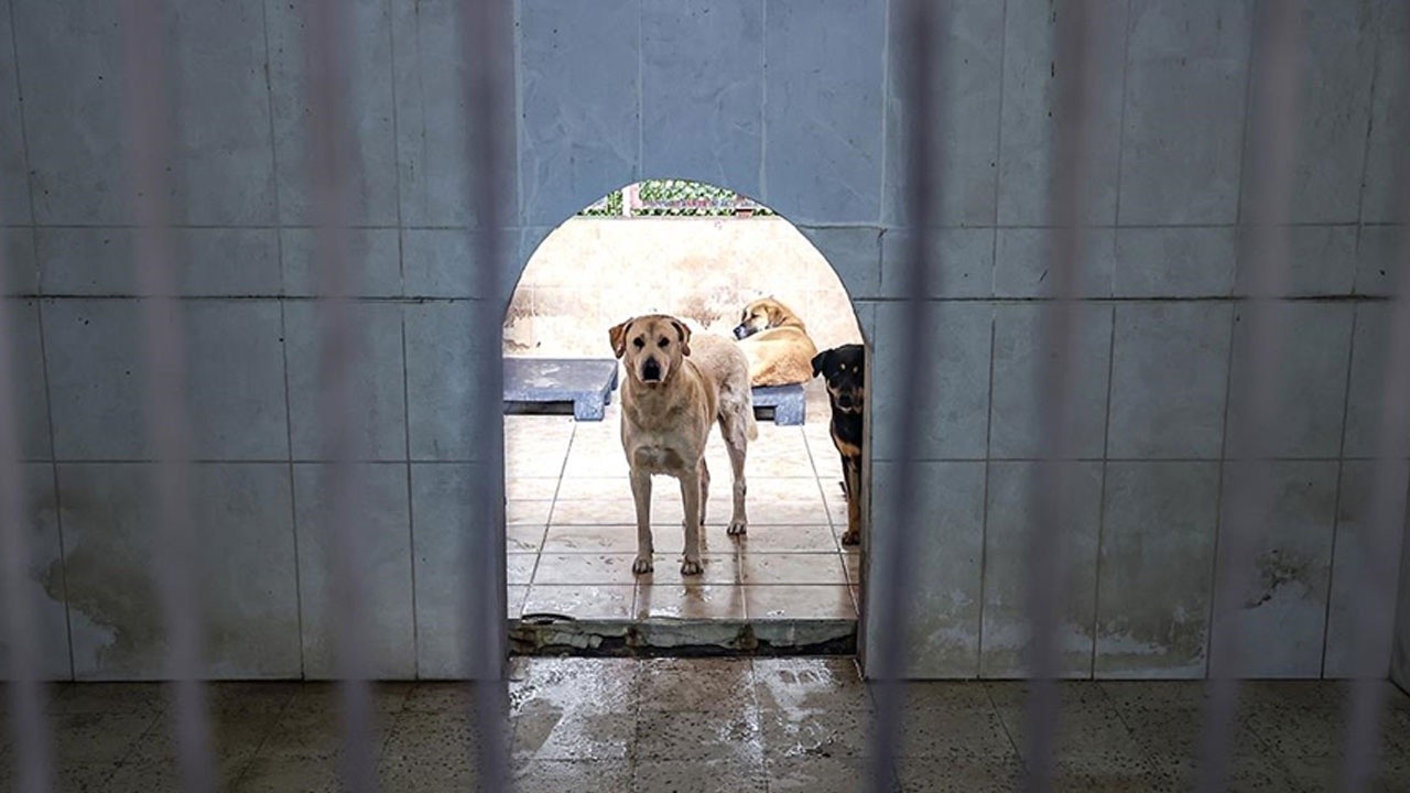 Son dakika! Türkiye&#039;de 20 bin 843 köpek kayıt altına alındı