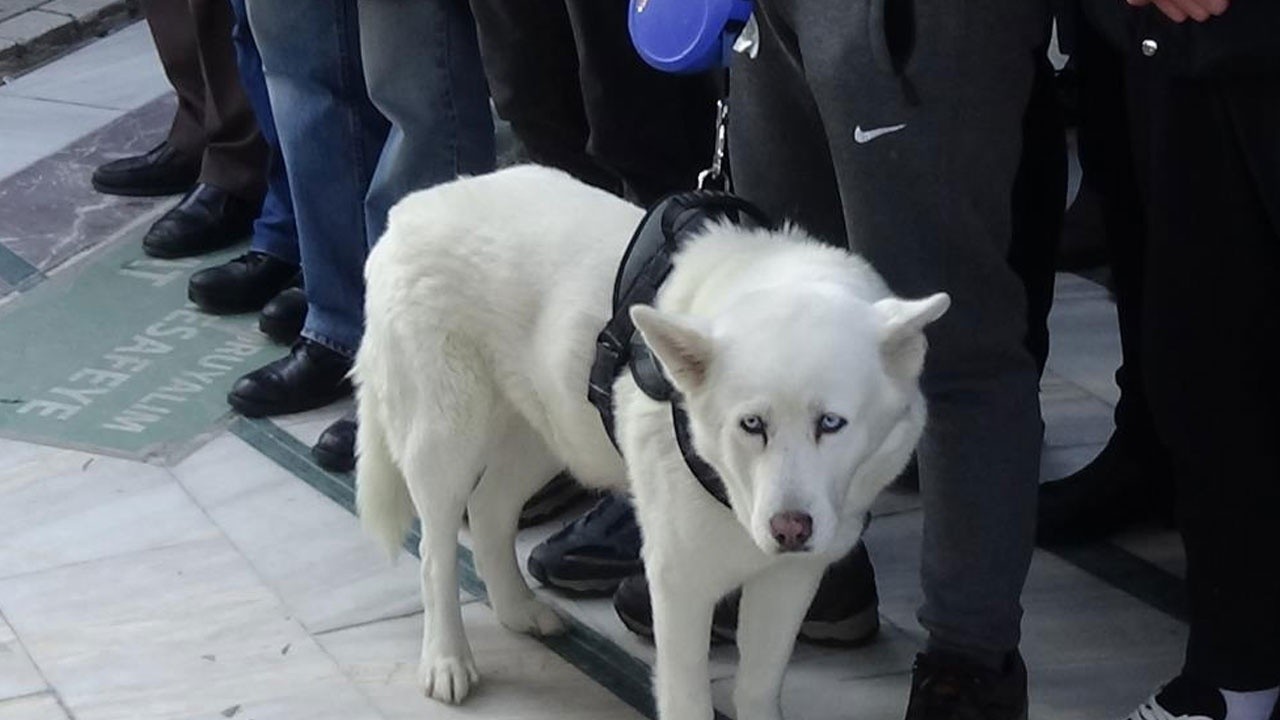 Yangında hayatını kaybeden Kaan&#039;ı son yolculuğuna köpeği Asya uğurladı