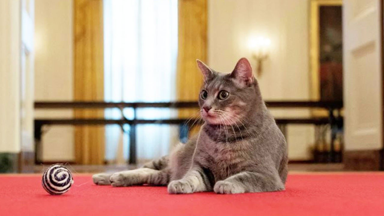 Yılın en şanslı kedisi! Beyaz Saray&#039;a alındı