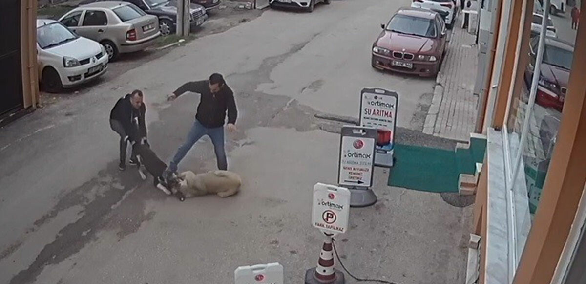 Bursa'da pitbull köpeğini sokak köpeğine saldırttı, selfie çekti