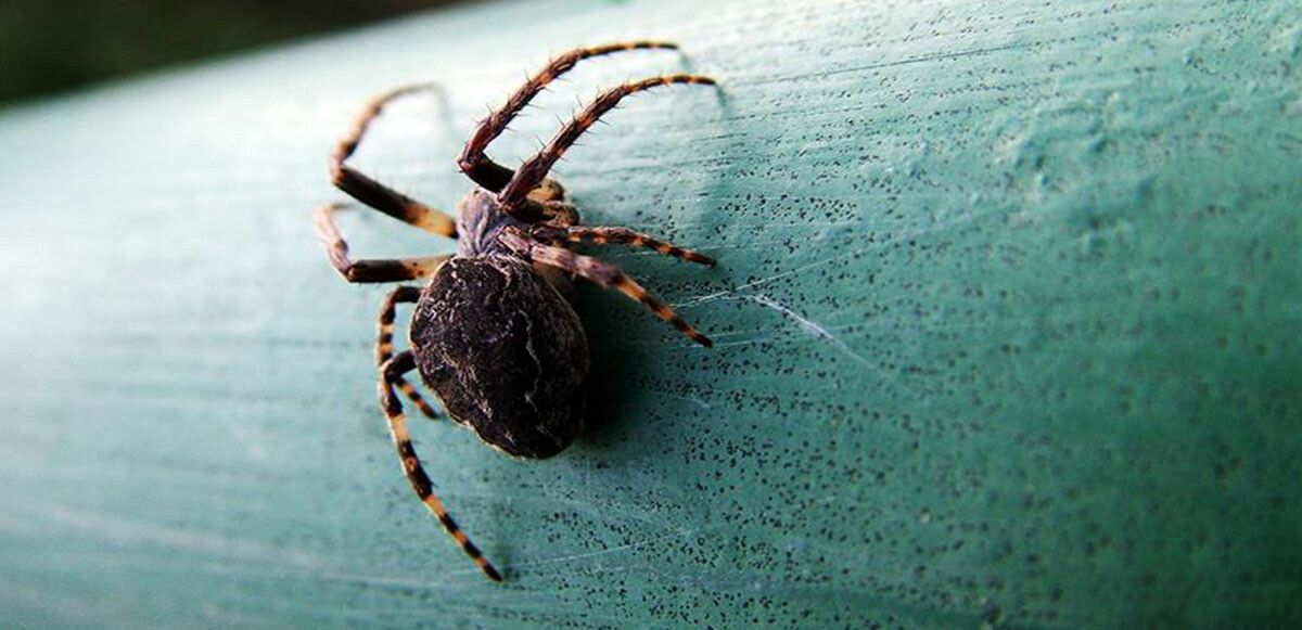 Yeni keşfedilen örümcek türüne Turkocranum bosselaersi adı verildi.