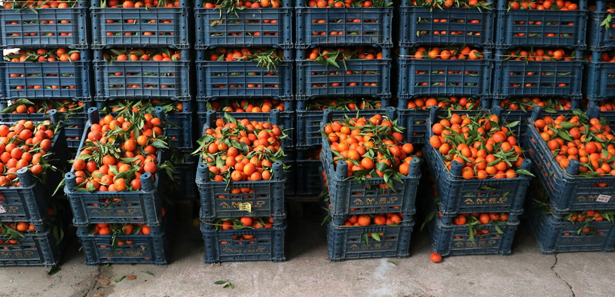 Rusya-Ukrayna savaşı meyve ve sebze fiyatlarını düşürdü