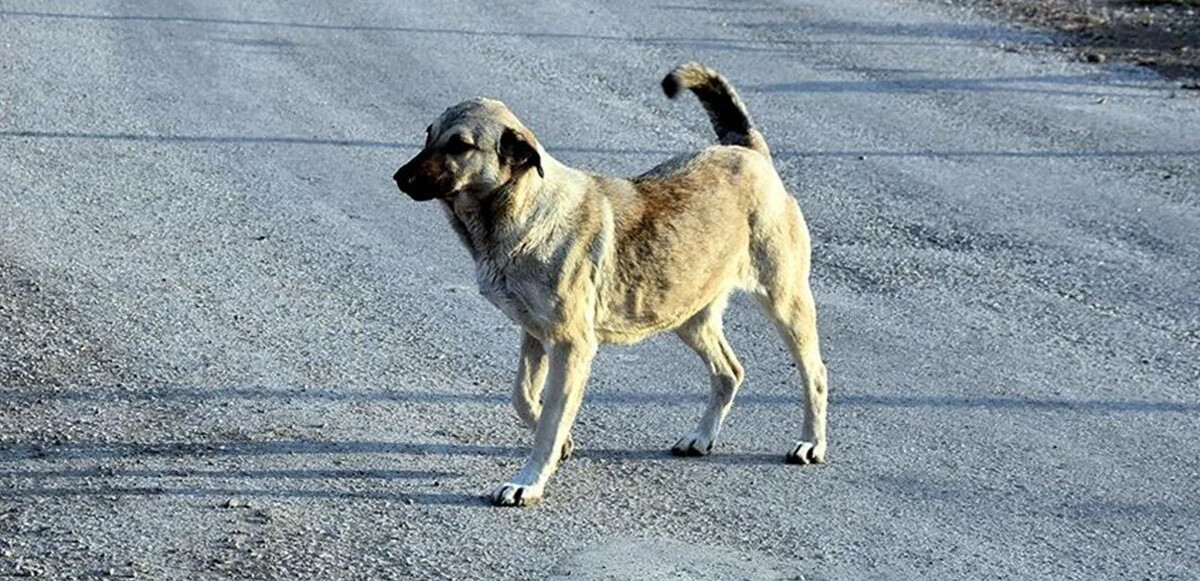 Arkadaşı şehirde başıboş hayvanların çok saldırgan olduğunu dile getirdi.