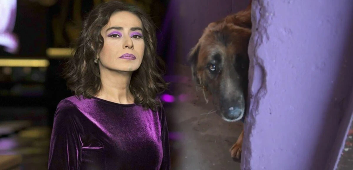 Yıldız Tilbe sokak köpekleri sözlerinin ardından özür diledi ama geç kaldı