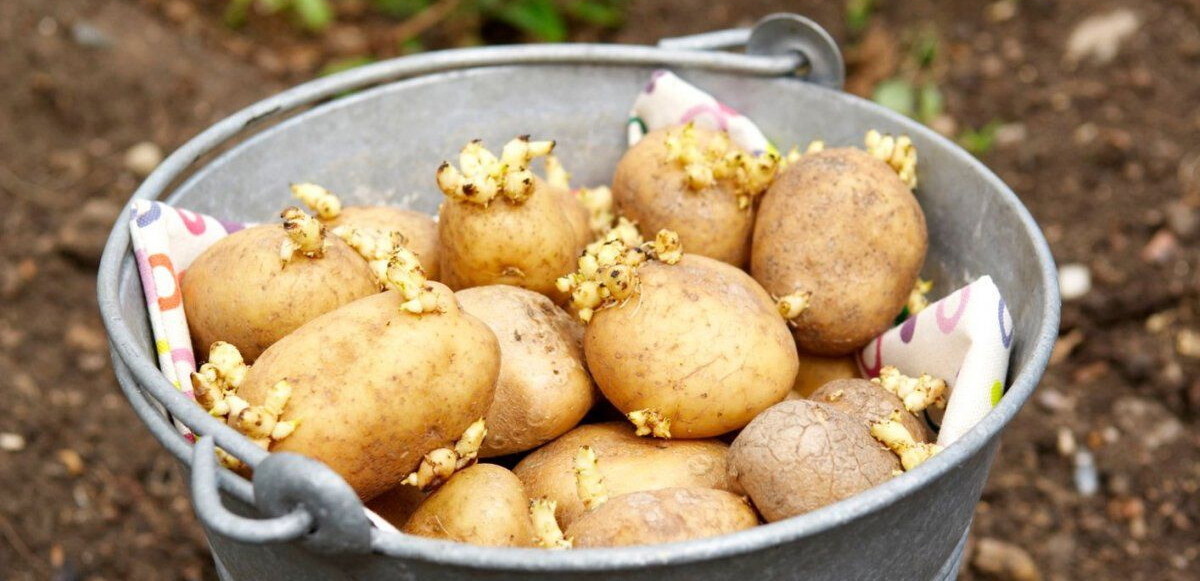 Filizlenen patates tüketildiğinde kişide mide bulantısı, ishal, kusma, mide krampları, boğazda yanma, baş ağrısı ve baş dönmesi meydana gelebilir.