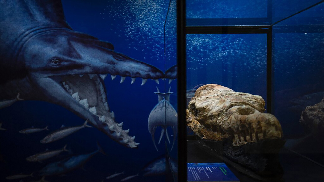 Peru çölünde 36 milyon yıllık balina fosili bulundu