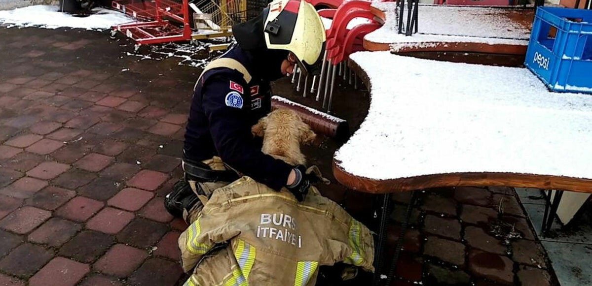 Az kalsın donuyordu: İtfaiye eri, göletten kurtardığı köpeği montuyla ısıttı