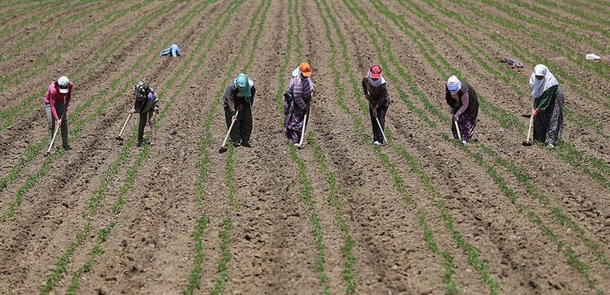 Tarımda yeni planlama yapılıyor. ‘Alım garantili üretim’ sistemine geçilecek.