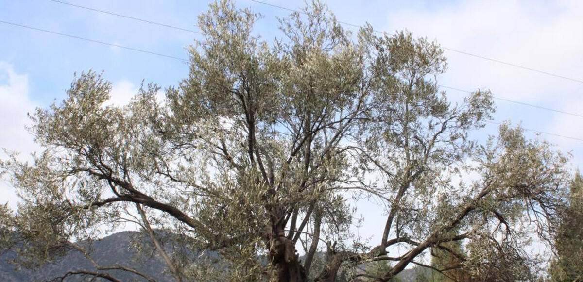 400 yıllık zeytin ağaçları ilçeye ışık oldu