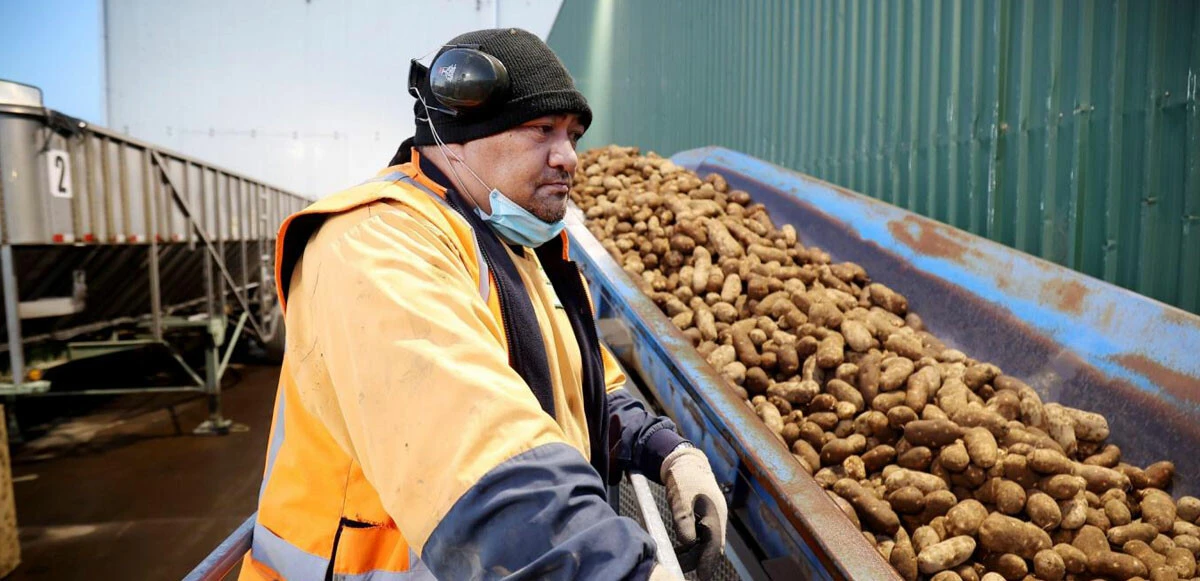 Cips fabrikasında patateslerin arasından çıkan şoke etti