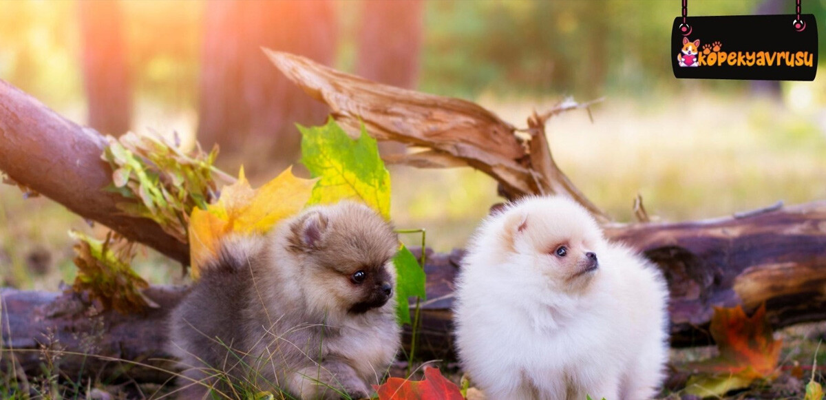 Birbirinden küçük köpek cinsleri ve özellikleri