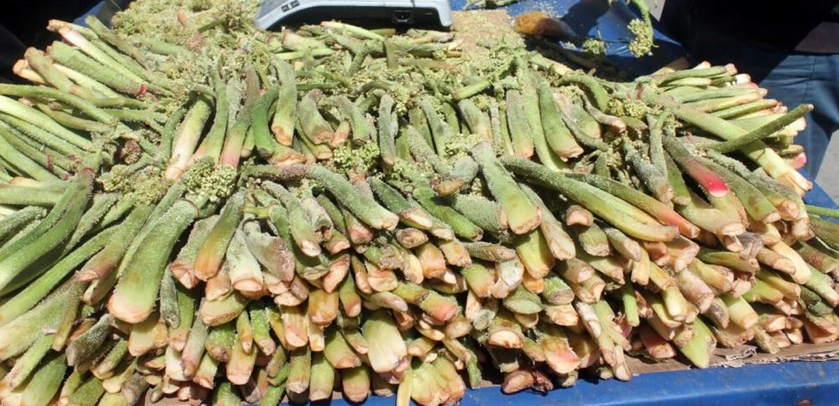 Şifa kaynağı ışkının kilosu 50 liradan satılıyor