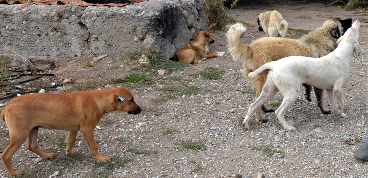 İngiltere&#039;den Türkiye&#039;deki vatandaşlarına uyarı: Başıboş köpeklere yaklaşmayın