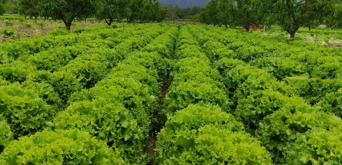 Tarladan ucuza alıp 5 katına satıyorlar! Üretici de mağdur tüketici de