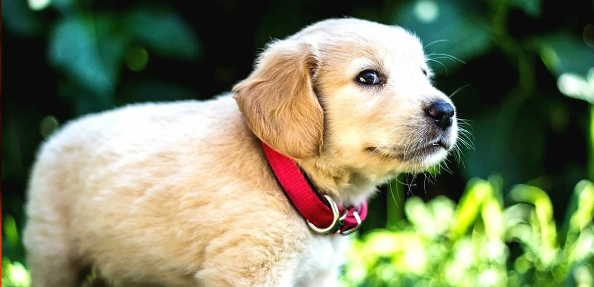 Köpeklere ilginç yasak: Havlamaları sınırlandırıldı