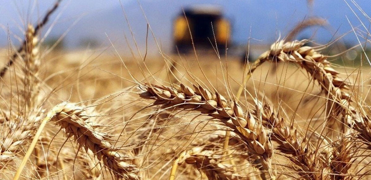 Hindistan&#039;dan buğday fiyatlarını ateşleyecek adım: Jet kararla yasak