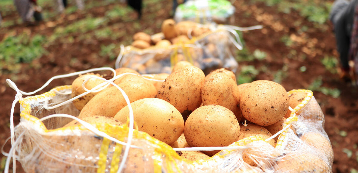 Patates üreticisinin yüzü güldü ama… Rekolte ve ekim alanı bu sene düştü: Tüketicinin sofrasına pahalı gelecek