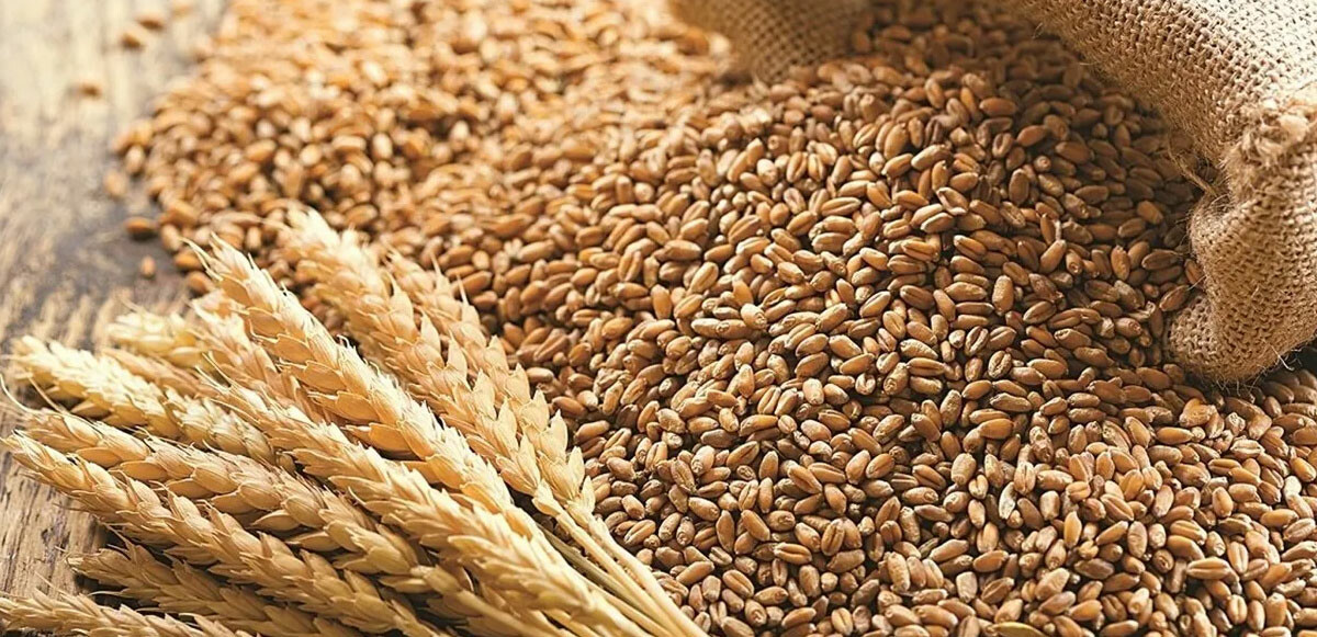 Bakan Kirişçi’den ‘Buğday’ açıklaması: Herhangi bir sıkıntı yok