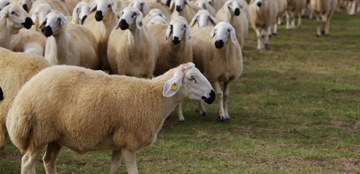 Kurban Bayramı yaklaşırken kurbanlık seçimi ile ilgili sorular çoğaldı.