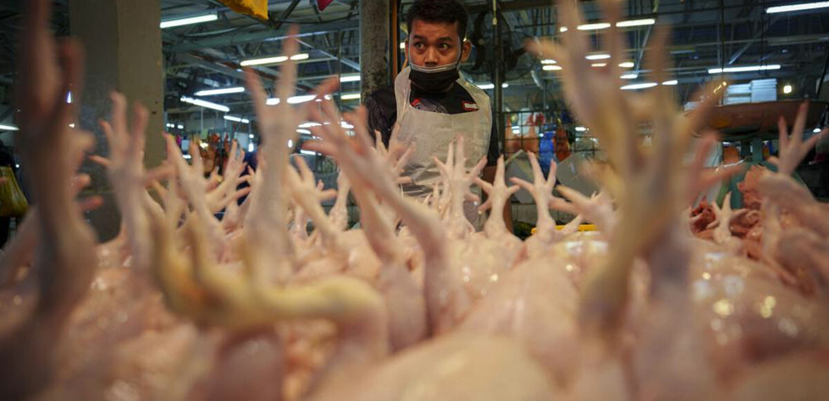 Ukrayna&#039;daki tahıl krizi tavuk besiciliğini vurdu: Malezya ihracatını yasaklıyor