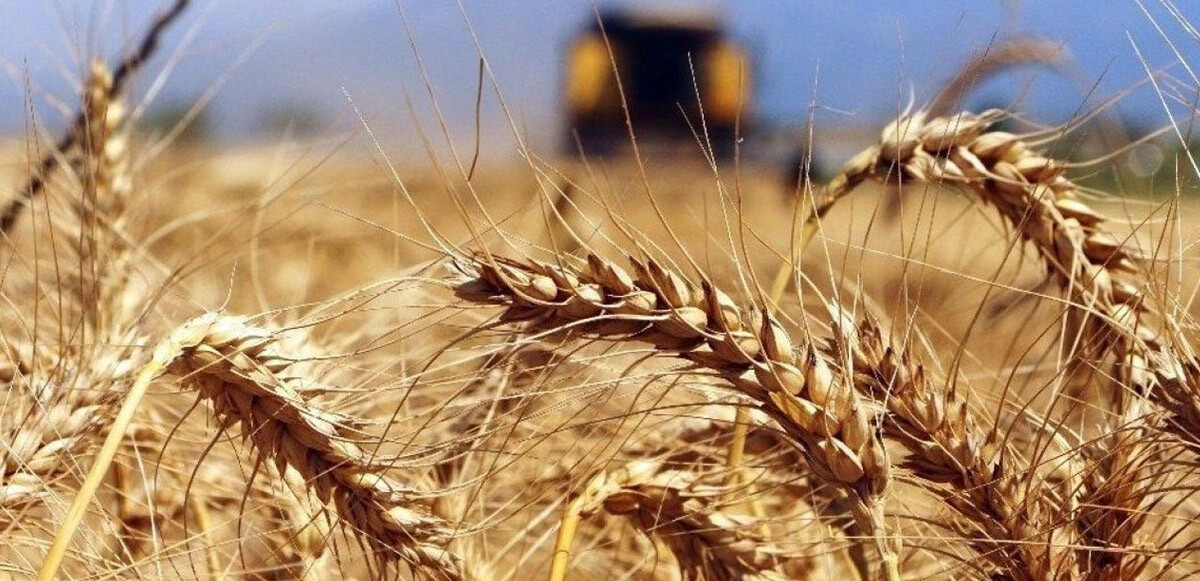 Son dakika! Cumhurbaşkanı Erdoğan detayları açıkladı: TMO alım fiyatları ne kadar? Arpa buğday alım fiyatları 2022...