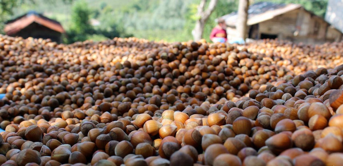 Üretici Giresun fındığında fiyat beklentisini dolar üzerinden açıkladı