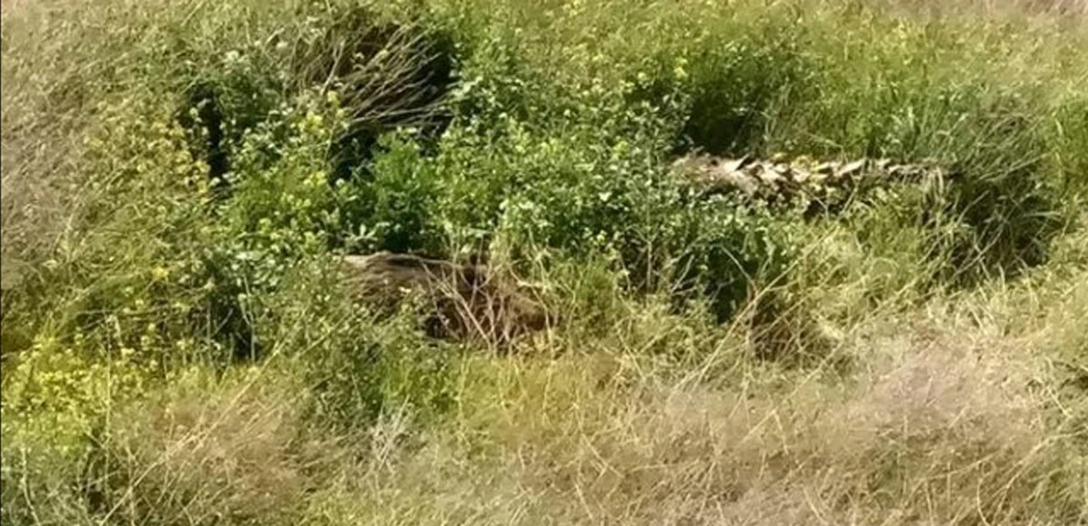 Köpek sandı sevmek isterken bacağından oldu!