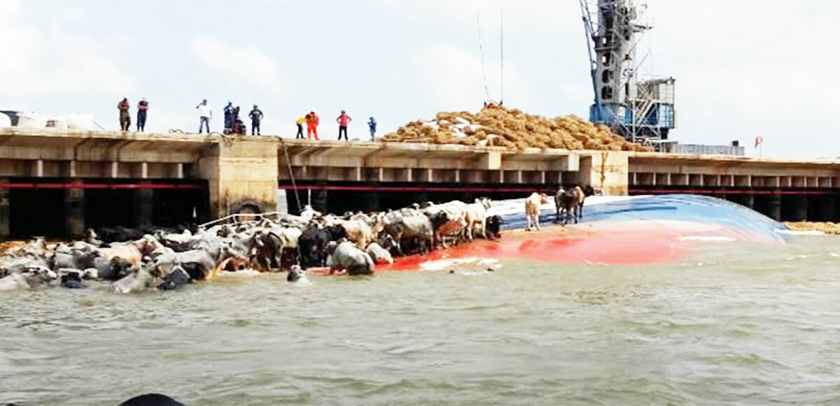 Sudan&#039;da 15 bin 800 koyunun bulunduğu gemi battı