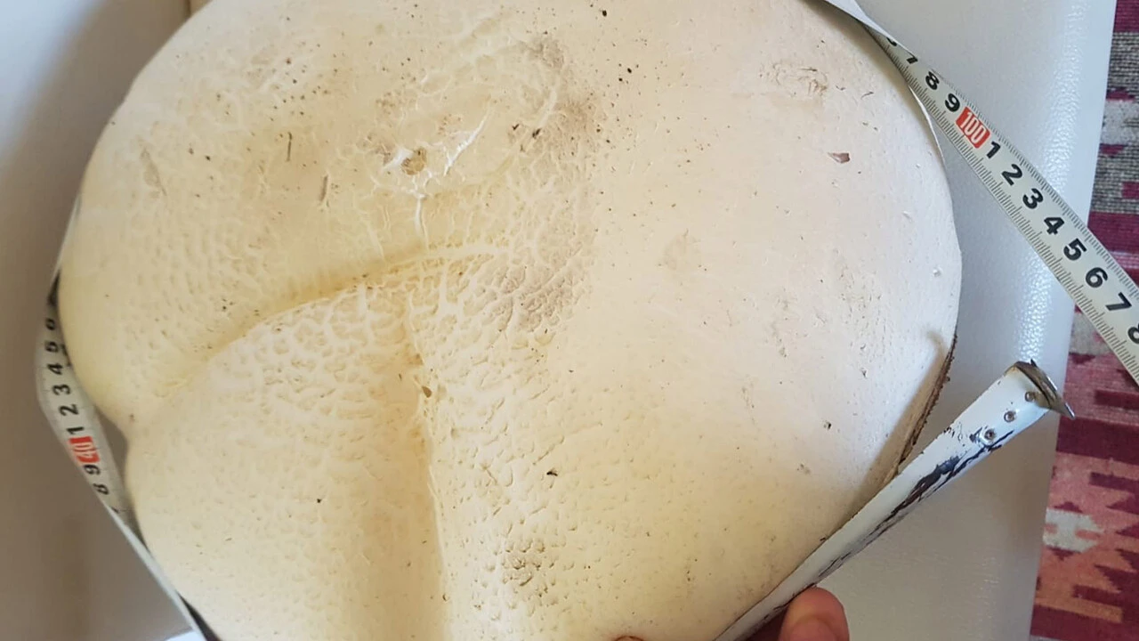 Sivas’ta bulunan dev mantar Guinness Rekorlar Kitabına aday: Daha önce böylesini görmedik