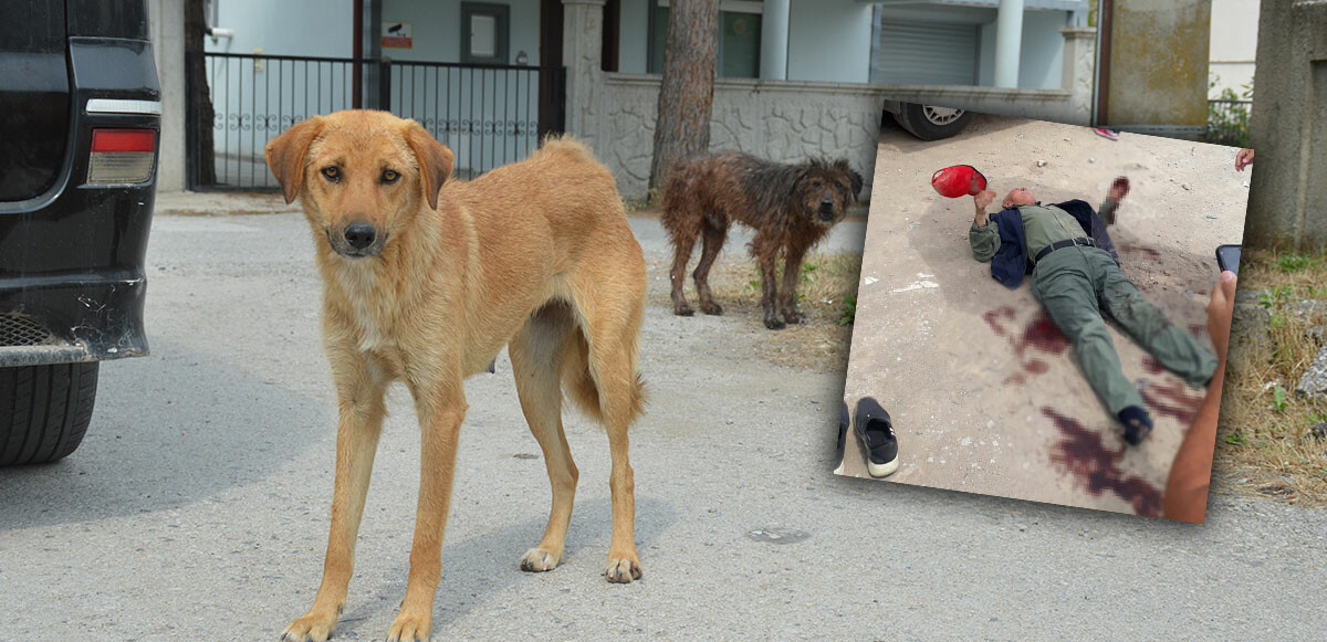 Yaşlı adam çocuk parkında köpeklerin saldırısına uğradı