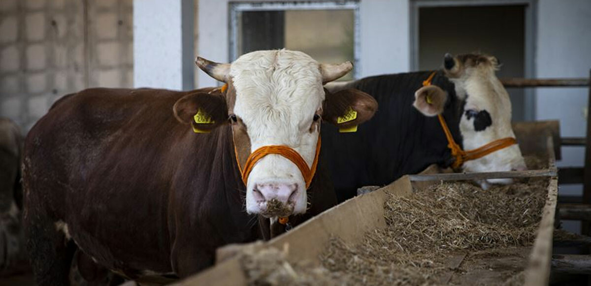 Kurban ibadetini ticarete döktüler: Marketler kurbanlık değil et satıyor