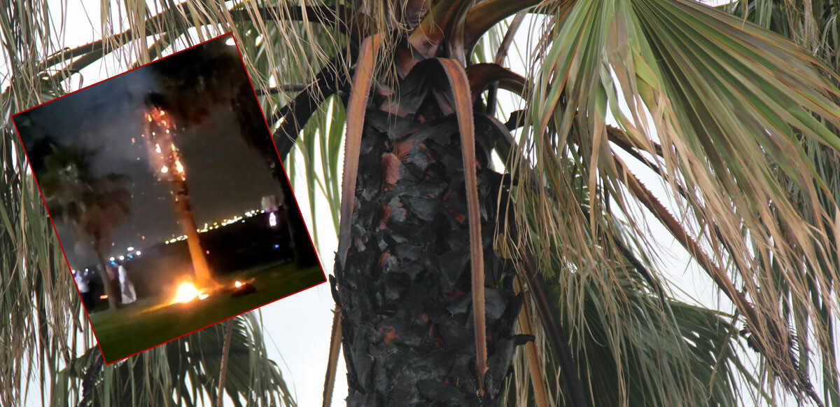 Palmiye ağacına takılan dilek balonu yangına sebep oldu