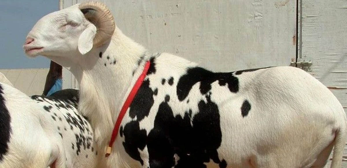 Koyunların kralı 